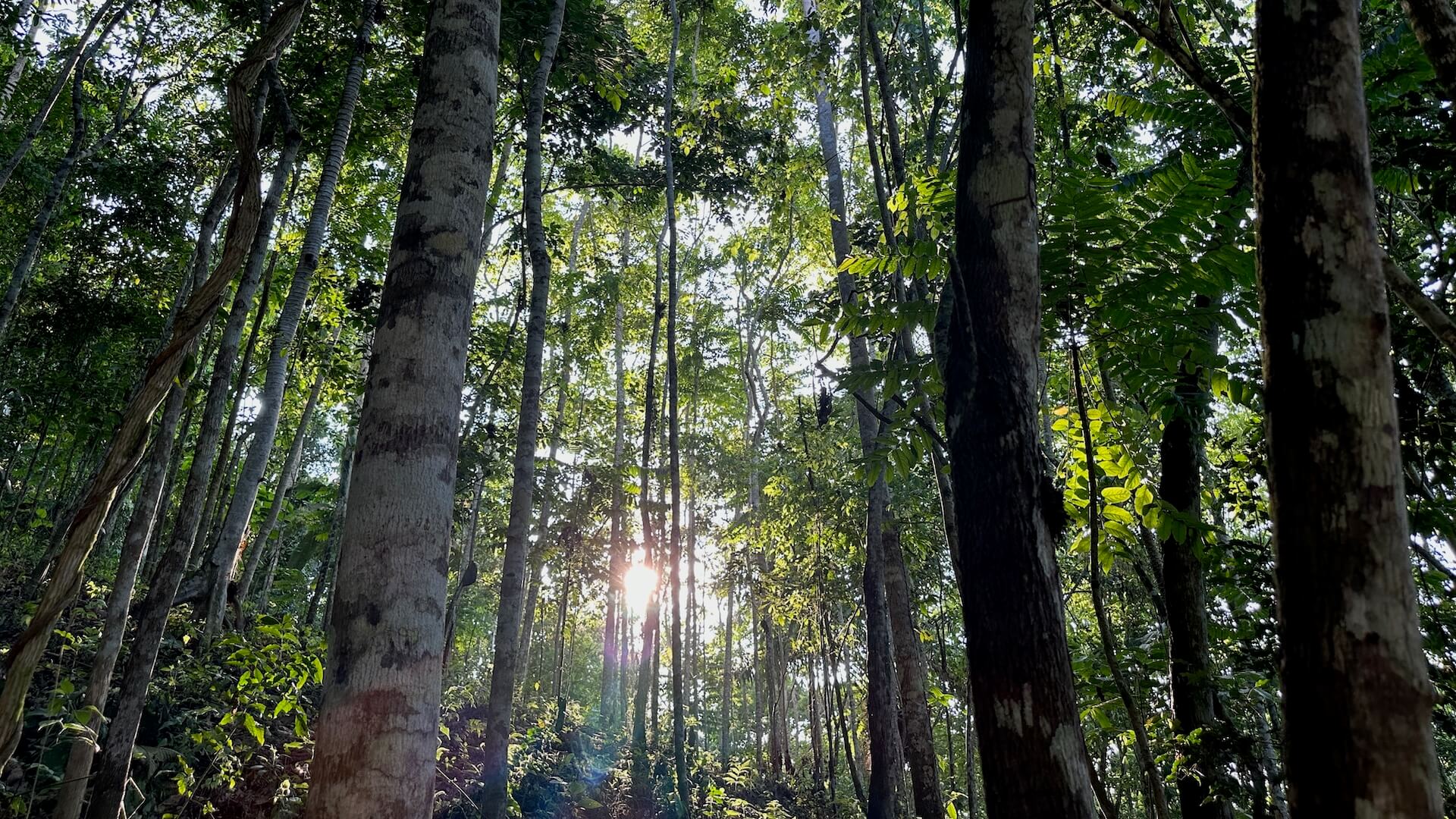 Understanding the Circular Economy Model in Biofuel Production