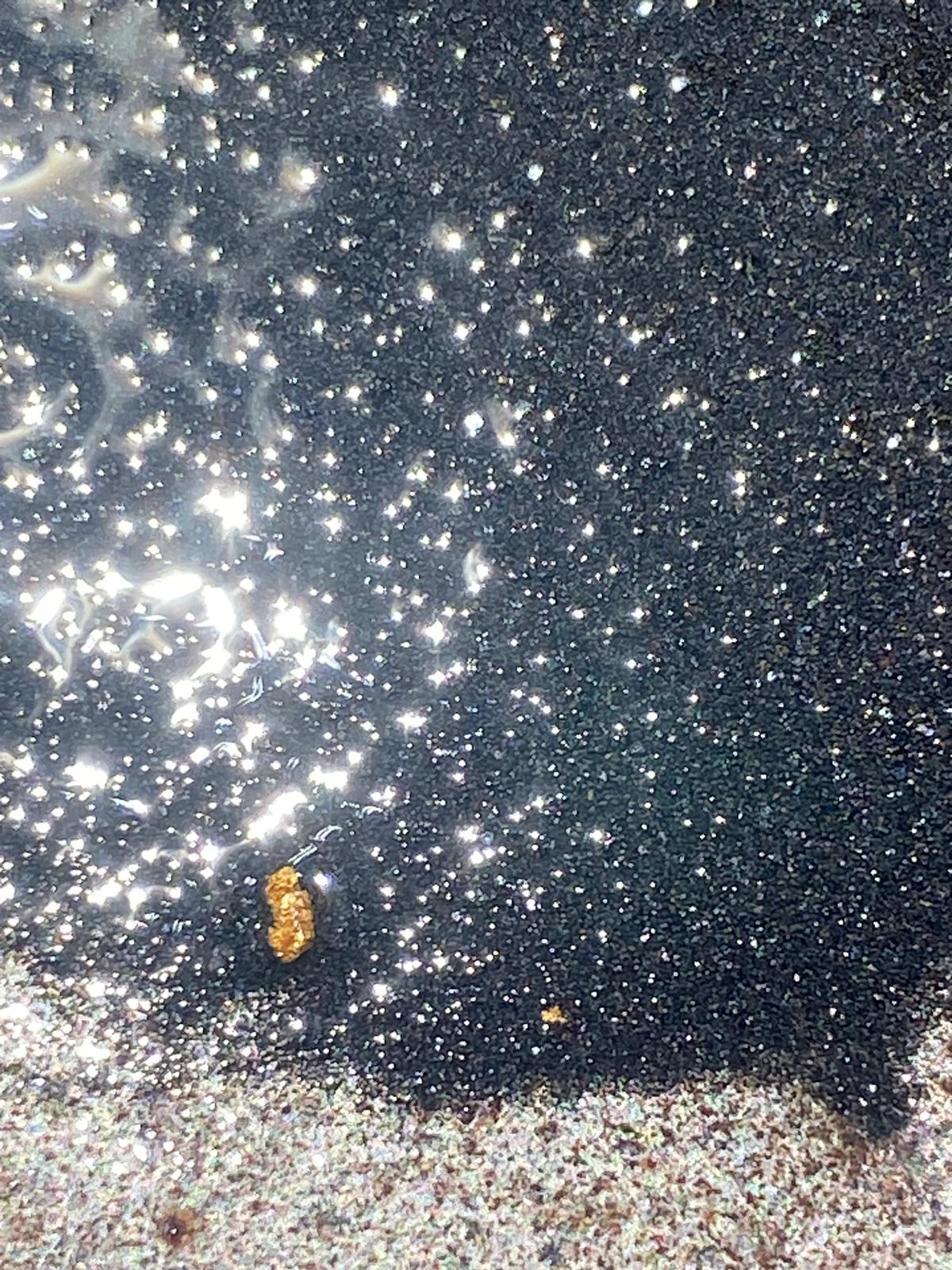 Alluvial gold concentrate with a visible gold particle recovered on the Bougainville JV site