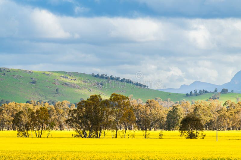 Australian agricultural landscape